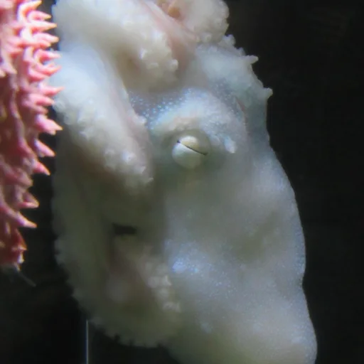 海洋朋友 18