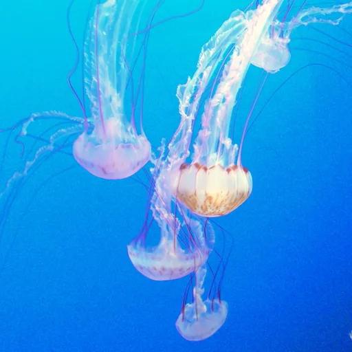 海洋朋友 21